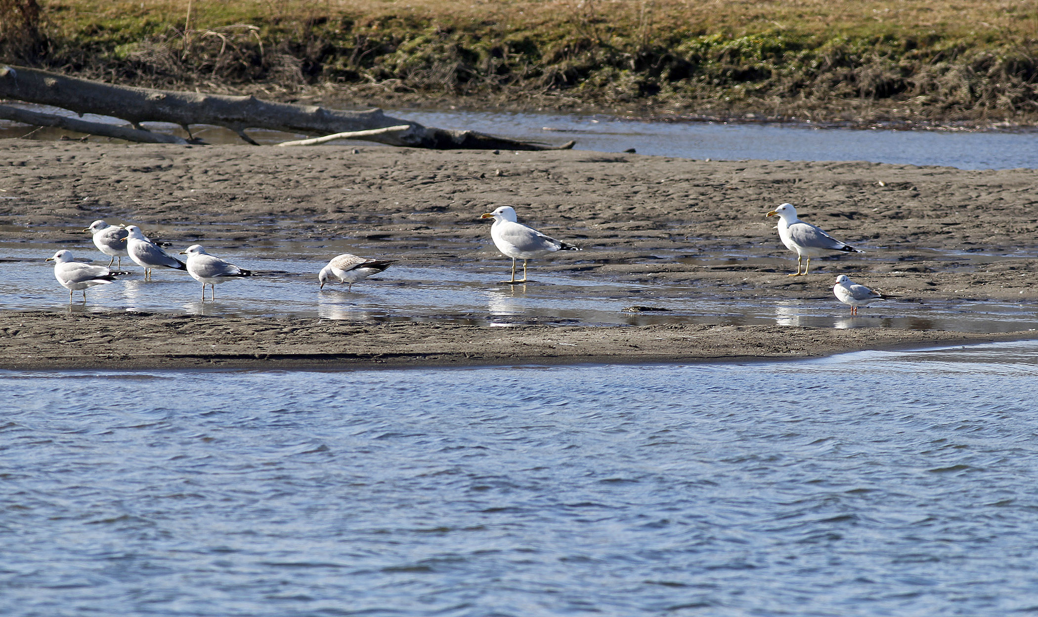 Caspian Gull